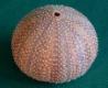 Sea Urchin