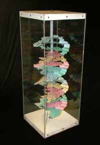 DNA model