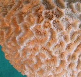 Brain coral
