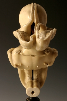 Brain Embryo model