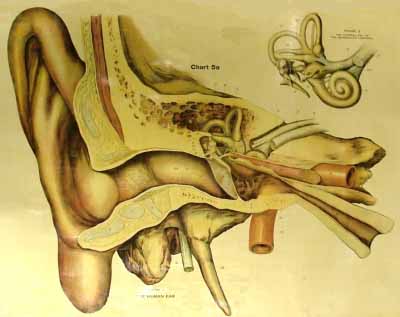 ear