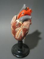 Heart model