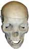 Replica Human Skull