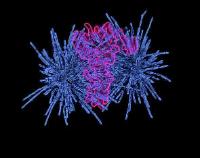 Microscopic image of a kidney cancer cell