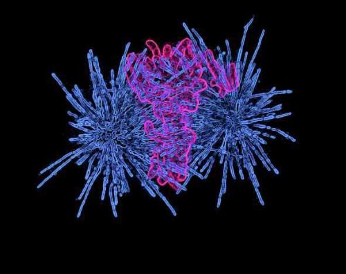 Microscopic image of a kidney cancer cell