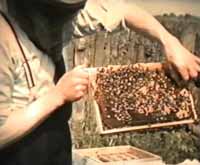 Dr Dorward's bees