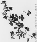 specimen from the Corstorphine collection