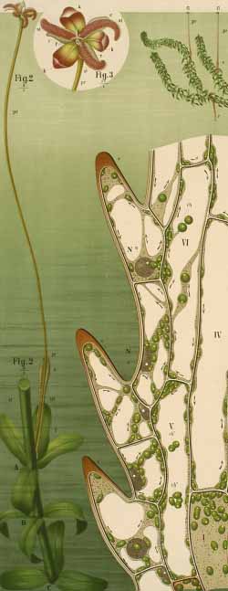 detail from chart