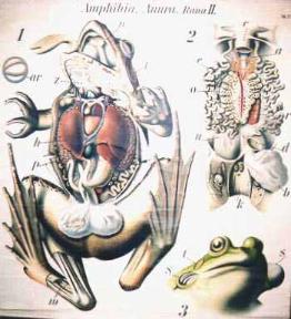 detail from chart