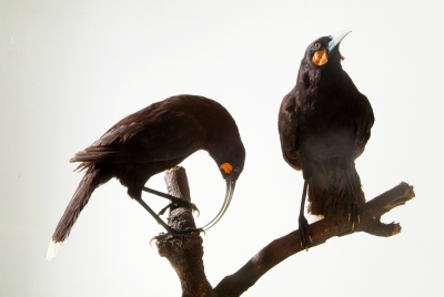 Huia birds