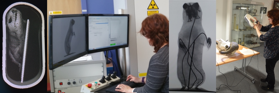 Scanning specimens in 3D