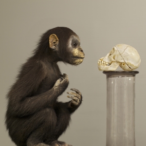image by Dalziel + Scullion from D'Arcy Thompson Print Folio