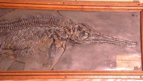 Icthyosaur fossil