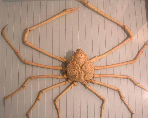 Japanese Spider Crab