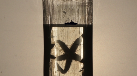 Still from Aristotle as a biologist