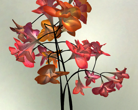 Daniel Brown, Flowers