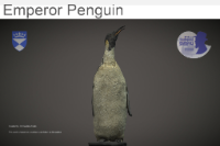 Emperor Penguin