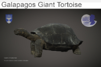 Galapagos Giant Tortoise