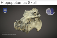 Hippopotamus Skull