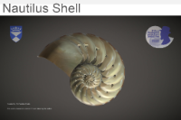 Nautilus Shell