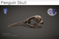 Penguin Skull image