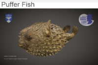 Puffer Fish