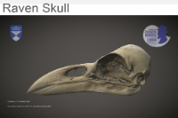 Raven skull