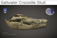 Saltwater Crocodile Skull